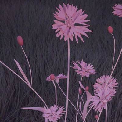 皇冠APP官方版下载安装